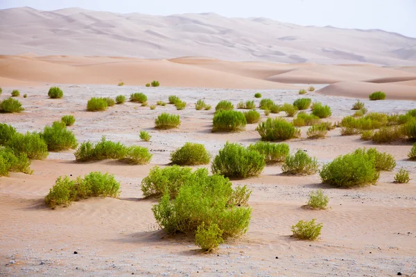 Hayatta kalan bitkiler üzerinde kum tepeleri Liwa Oasis, Birleşik Arap Emirlikleri