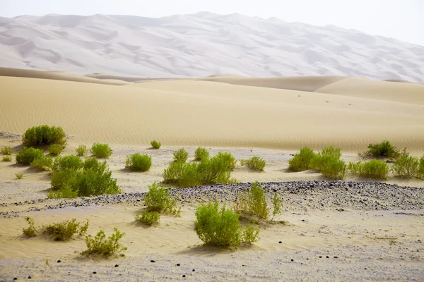 Surviving plants on the sand dunes of Liwa Oasis, United Arab Emirates — Stock Photo, Image