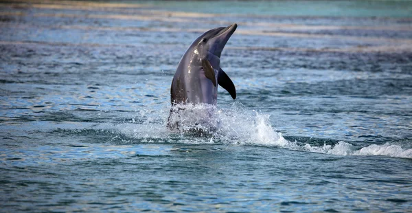 Söt delfin hoppa ur det blå vatten — Stockfoto