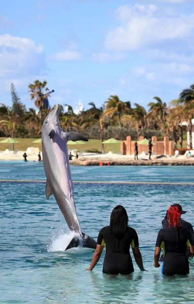 Söt delfin hoppa ur det blå vatten — Stockfoto