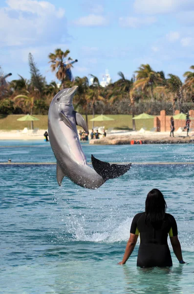 Söt delfin hoppa ur det blå vatten — Stockfoto