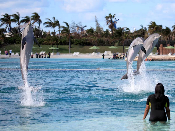 Söt delfin hoppa ur det blå vatten — Stockfoto