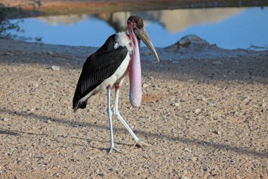 Afrika marabou leylek