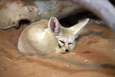 Kumun üzerinde uyuyan sevimli Arap fox