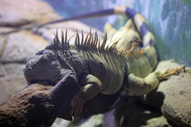 İguana. Büyük kertenkele bir dalda dinlenme