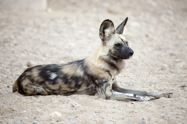 Hyena being alert — Stock Photo, Image