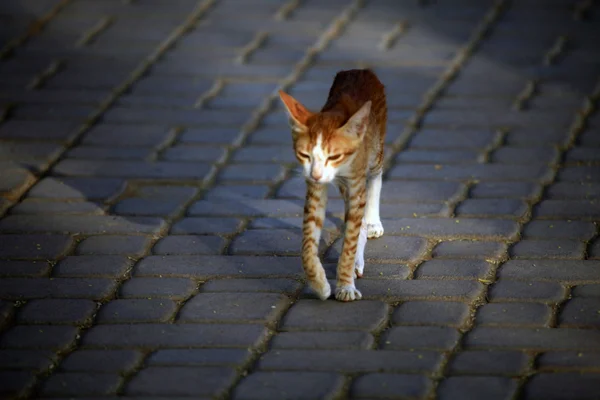Uzun bacaklar, sıska Arap turuncu kedi