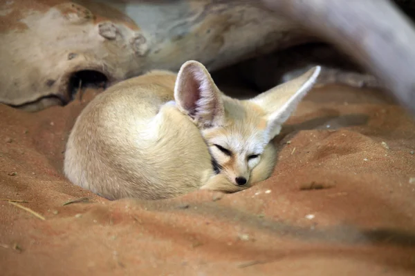 Niedlicher arabischer Fuchs schläft auf dem Sand — Stockfoto