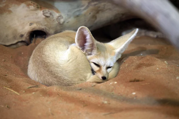 Lindo zorro árabe durmiendo en la arena — Foto de Stock