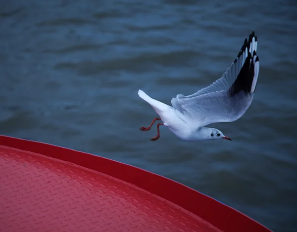 海鸥在汉堡港的一艘船从起飞 — 图库照片