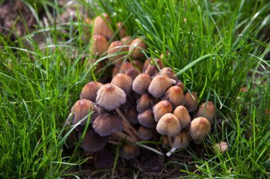 Kahverengi mantar çim