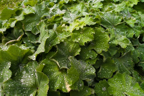 Vatten droppar (morning dew) på gröna blad — Stockfoto