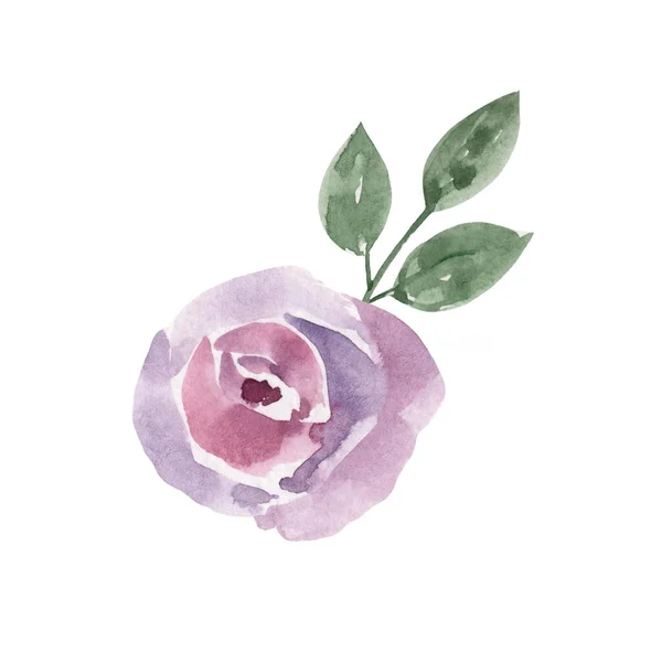 Aquarelle Rose Rose Isolée Sur Fond Blanc Pour Votre Design — Photo