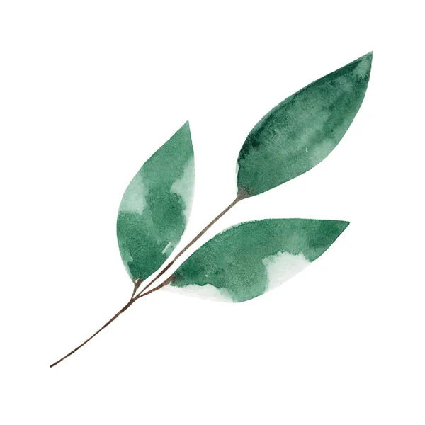 用孤立的叶枝画水彩画的枝条 树的一部分 自然的一部分 植物学说明 — 图库照片