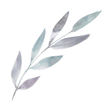 Beyaz arka planda izole edilmiş suluboya dalların çizimi. Tasarımınız için botanik illüstrasyon.