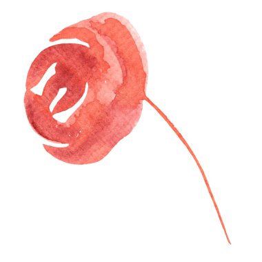 Beyaz arkaplanda izole edilmiş suluboya gül çizimi. Narin çiçek. Botanik illüstrasyon.