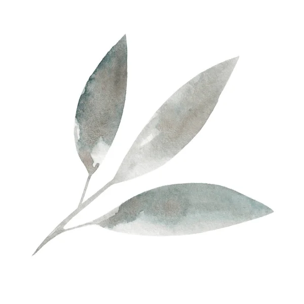 在白色背景上孤立的水彩画分枝 为您的设计提供植物图解 — 图库照片