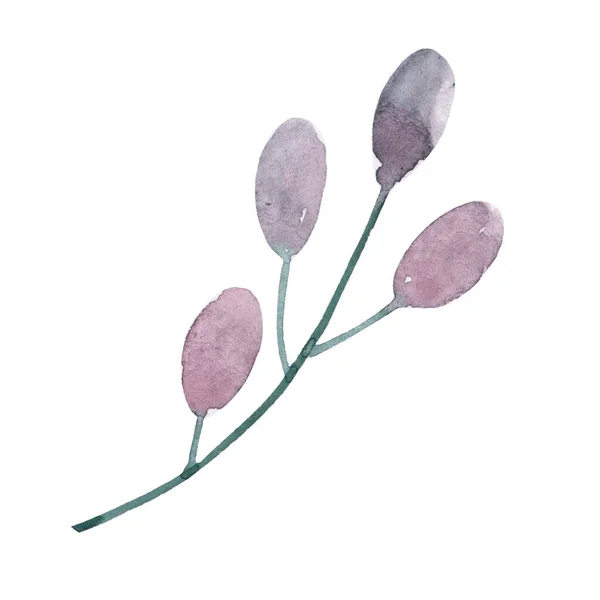 Watercolor drawing pastel purple plant. Botanical illustration.