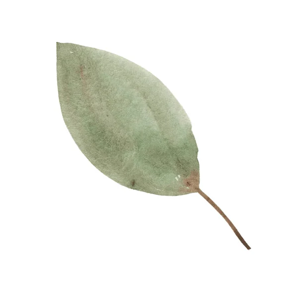 Zielony Liść Drzewa Akwarelowego Izolowany Białym Tle Element Natury — Zdjęcie stockowe