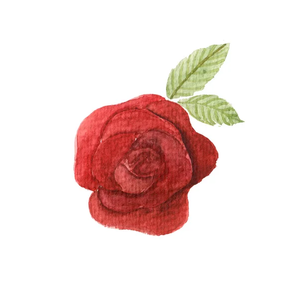 Dessin Aquarelle Rose Rouge Vintage Isolé Sur Fond Blanc Fleur — Photo