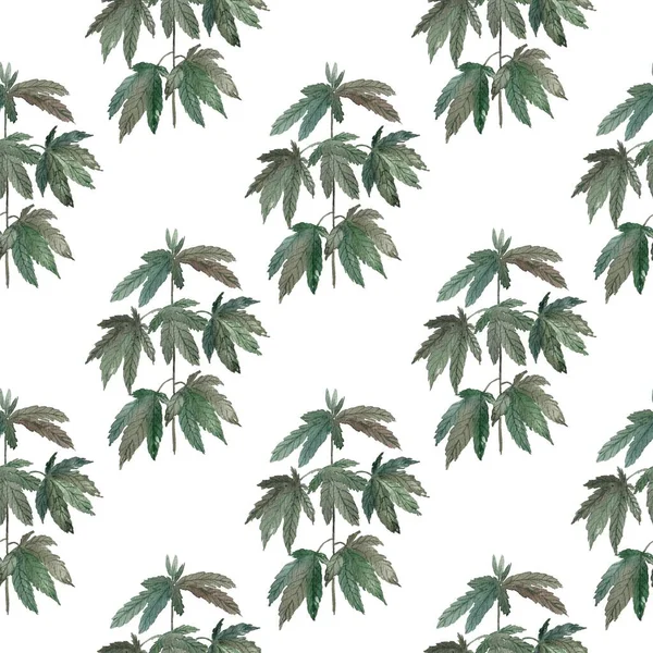 无缝隙图案 背景为白色的大麻植物 大麻叶 — 图库照片