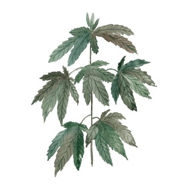 Beyaz arka planda izole edilmiş kenevir çalısı suluboya çizimi. Tıbbi marihuana, esrar, botanik illüstrasyon.