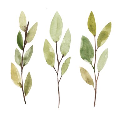 Beyaz arka planda yeşil yapraklı suluboya bahar dalları. Botanik illüstrasyon. Ağacın bir parçası.