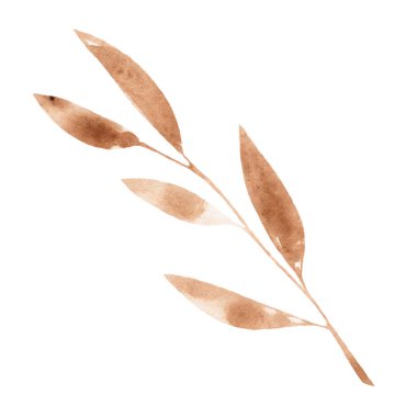 El çizimi suluboya kahverengi dal ve beyaz arka planda yalnız yapraklar..