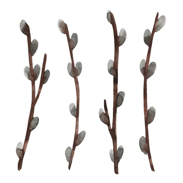 Set Hand Drawn Watercolor Pussy Willow Twigs Isolated White Background — Fotografia de Stock