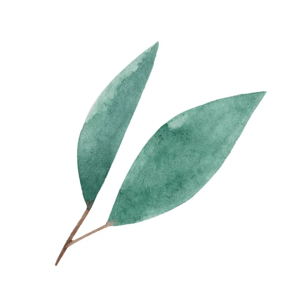 Ručně Kreslení Akvarel Větvička Zelenými Listy Jaro Část Stromu Rostlina — Stock fotografie