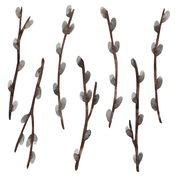 Set Hand Drawn Watercolor Twigs Pussy Willow Isolated White Background — Fotografia de Stock