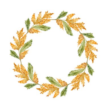  Sarı mimoza çiçekli suluboya çelenk. Düğün tasarımı, bir tatil kartı için. Bahar yeşillikleri.