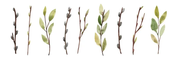 Sada Akvarelových Jarních Větviček Poupaty Mladými Zelenými Listy Willow Velikonoce — Stock fotografie