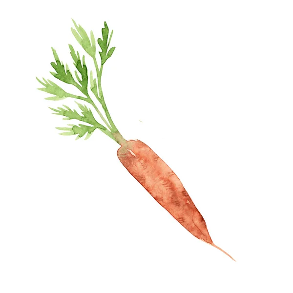 Акварельна Рука Малює Овочеву Моркву Ізольовано Білому Тлі Здорове Харчування — стокове фото