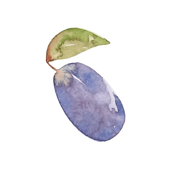Hand Drawing Watercolor Plum Isolated White Background Fruit Healthier Food — Foto Stock