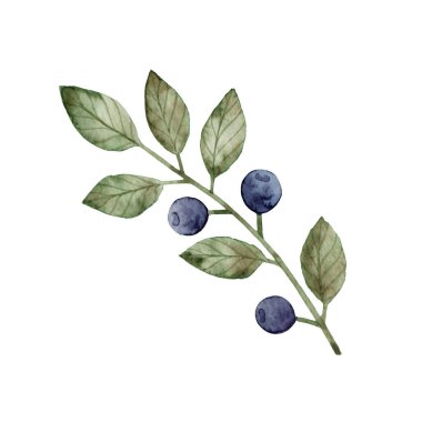 Suluboya el yaban mersini filizi çiziyor. Beyaz bir arka planda izole edilmiş. Orman yabanmersini.