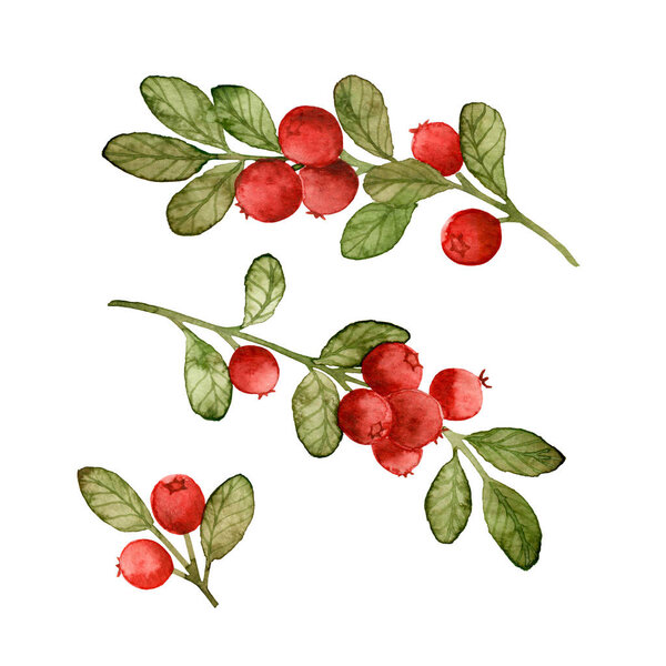 Set of hand drawn watercolor twigs of lingonberry isolated on white background. Red forest berries. Botanical illustration.