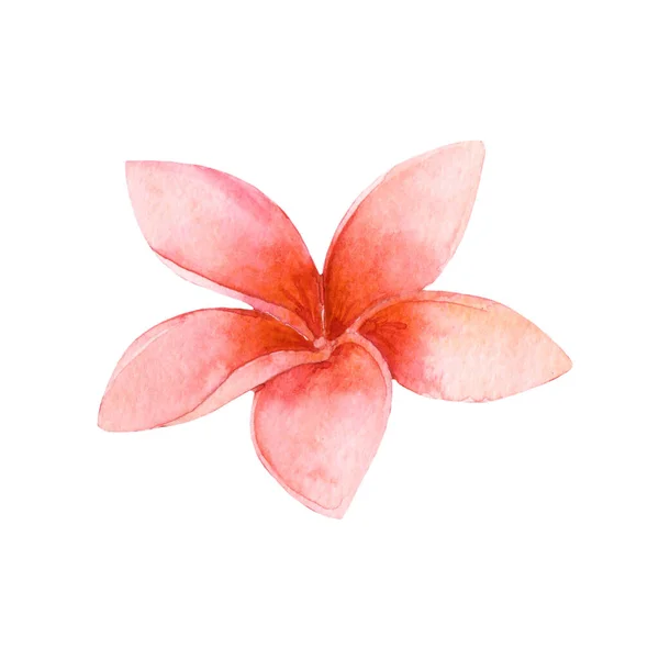 Beyaz arka planda izole edilmiş suluboya Hawaii tropik pembe çiçeği. Plaj.