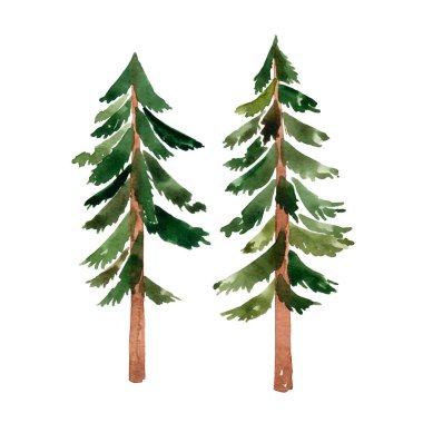 Beyaz arka planda yeşil ladin çizen suluboya el. Kozalaklı ağaçlar dizildi. Orman. Kamp..