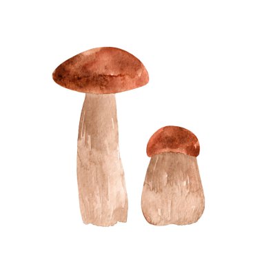 Suluboya, beyaz arka planda izole edilmiş porcini mantarları çiziyor. Orman yemeği..