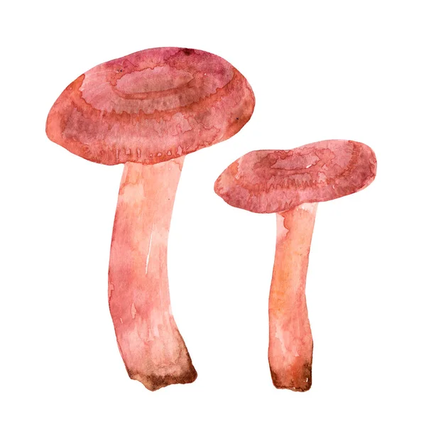 Acquerello Mano Disegno Funghi Volnushki Isolato Sfondo Bianco Alimenti Forestali — Foto Stock