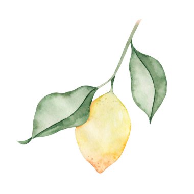 Beyaz arka planda izole edilmiş limon filizi çizen suluboya el. Tropik meyve. Citrus. Yaz.