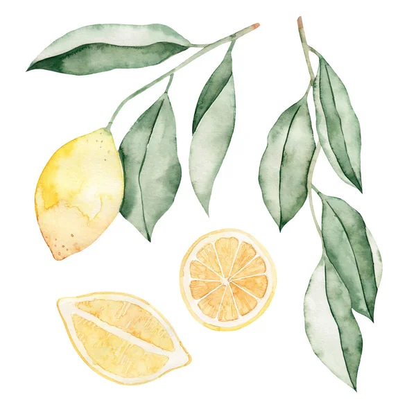 Beyaz Arka Planda Izole Edilmiş Limonlu Sonsuz Yaprakların Suluboya Çizimleri — Stok fotoğraf
