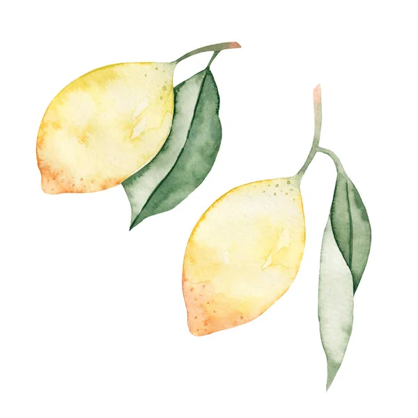 Illustrazione Acquerello Due Limoni Disegnati Mano Isolato Sfondo Bianco Frutta — Foto Stock