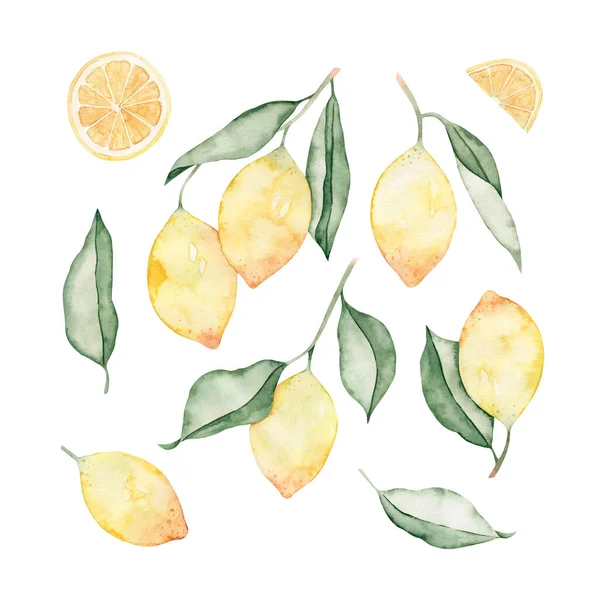 Suluboya Limonlar Dallar Dilimler Yapraklar Beyaz Arka Planda Çizimi Tropik — Stok fotoğraf