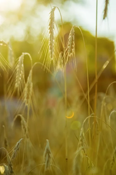 Spike çimenlerin üzerinde günbatımı