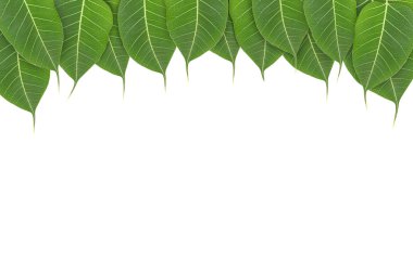 Beyaz arka plan üzerinde izole taze yeşil yaprak çerçeve.