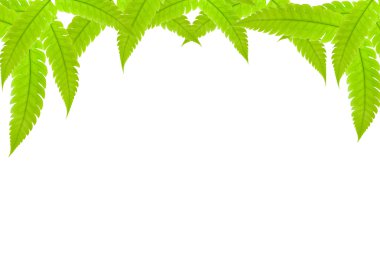 Yeşil yapraklar çerçeve beyaz arkaplanda izole.