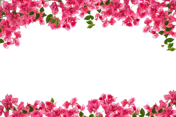 Bougainvillea flower frame on white background ,Provincial flowe — Stock Photo, Image
