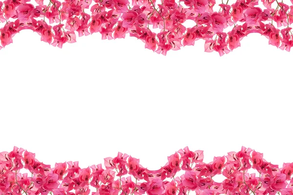 Bougainvillea frame on white background ,Provincial flower of ph — Stock Photo, Image